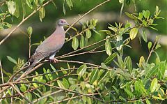 Pale-vented Pigeon